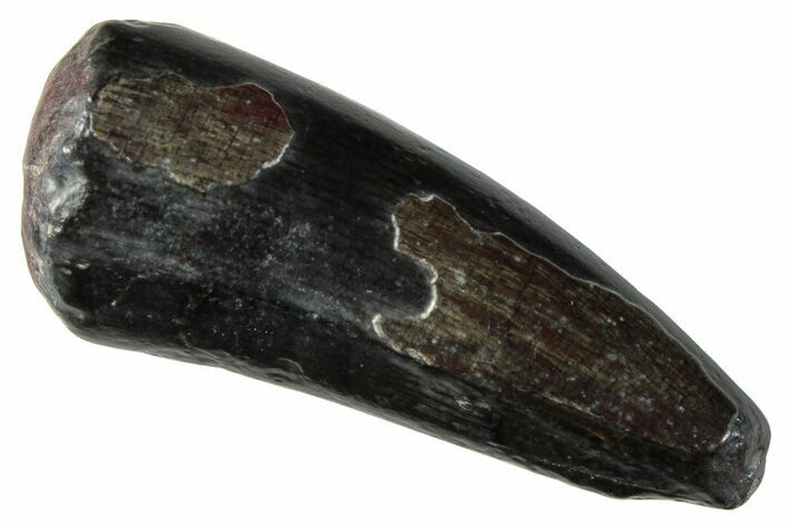 Dinosaur-Eating Crocodile (Sarcosuchus) Tooth - Niger #282098